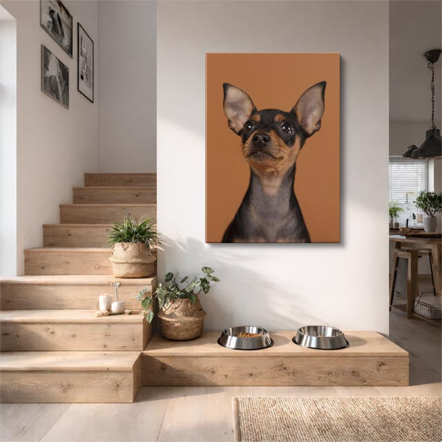 chihuahua urbano