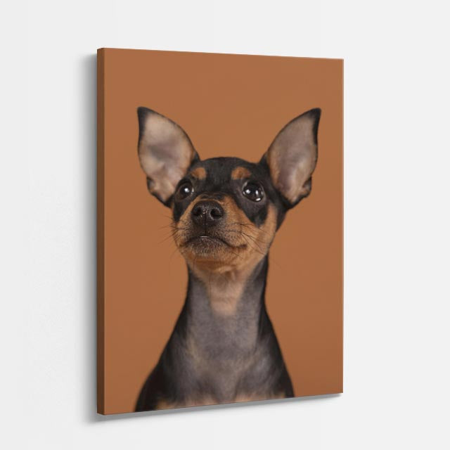 chihuahua urbano