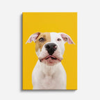 pitbull dorado