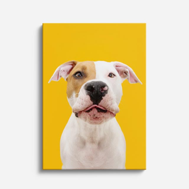 pitbull dorado