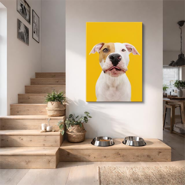 pitbull dorado