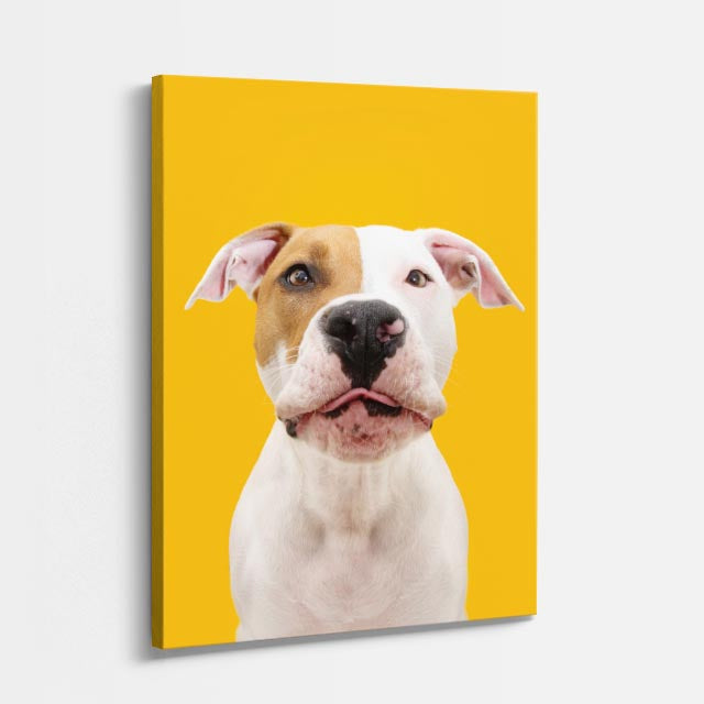 pitbull dorado
