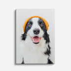 collie feliz