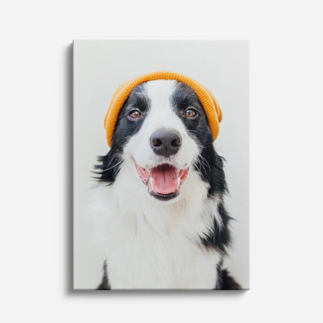 collie feliz