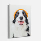collie feliz