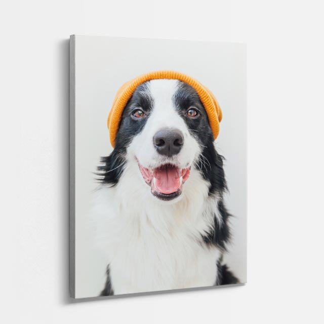 collie feliz
