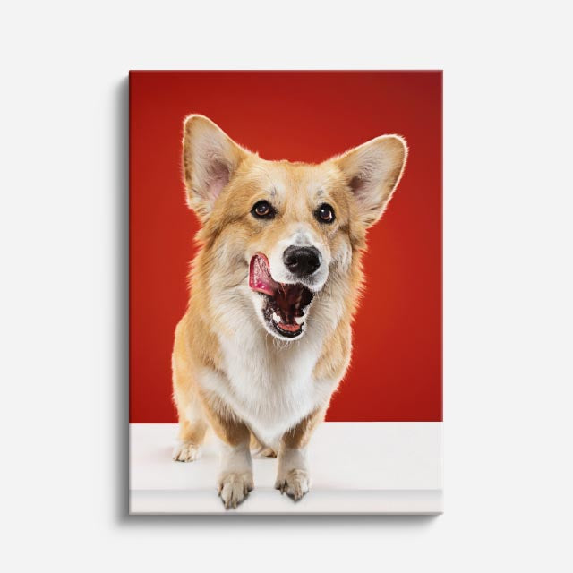 corgi sonriente
