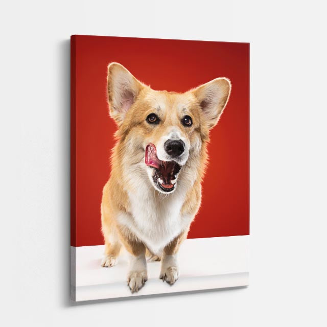 corgi sonriente
