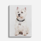 westie noble