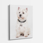 westie noble