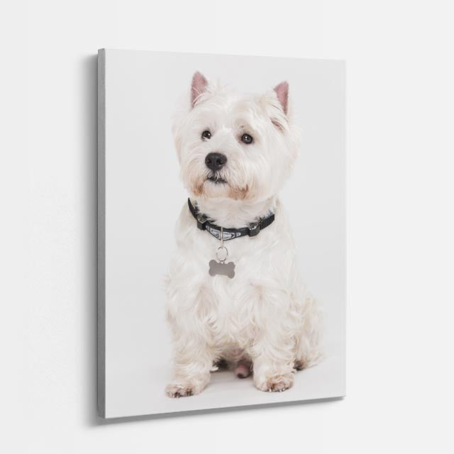 westie noble