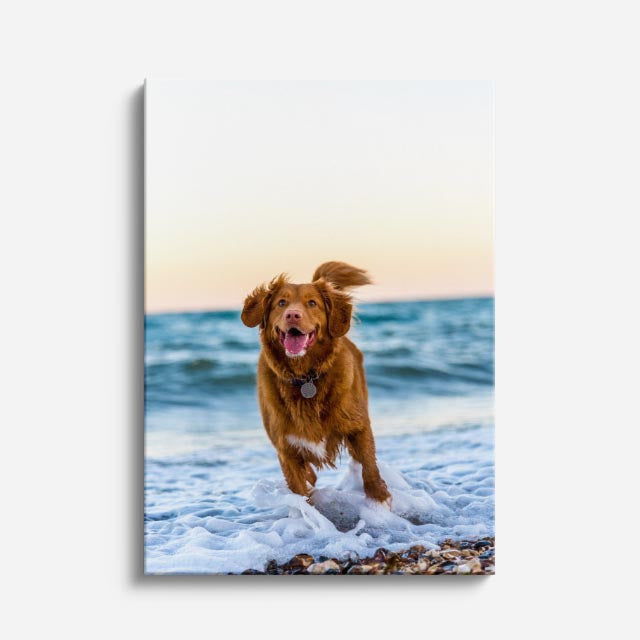 perro en la playa