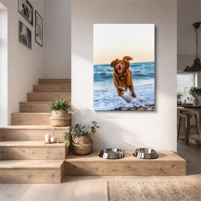 perro en la playa