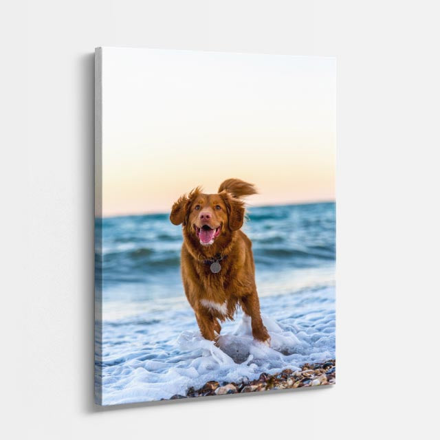 perro en la playa