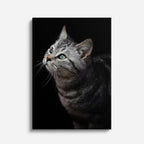 curiosidad felina