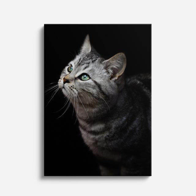 curiosidad felina
