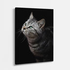 curiosidad felina