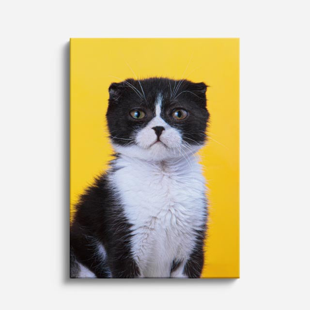 tuxedo solar