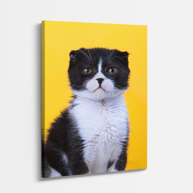 tuxedo solar