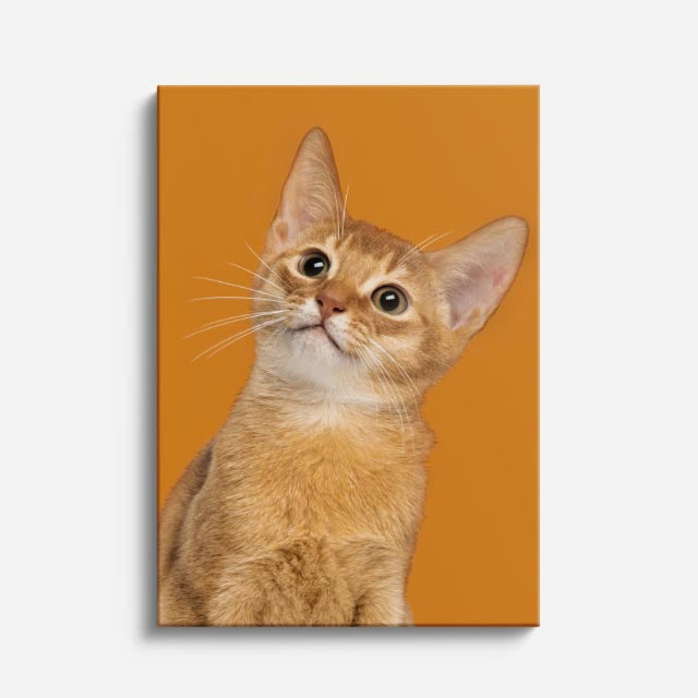 miel curiosa