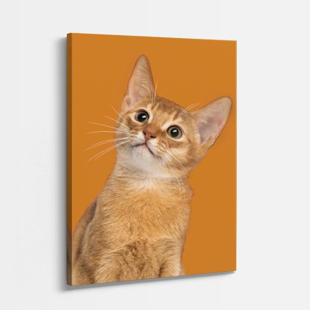 miel curiosa