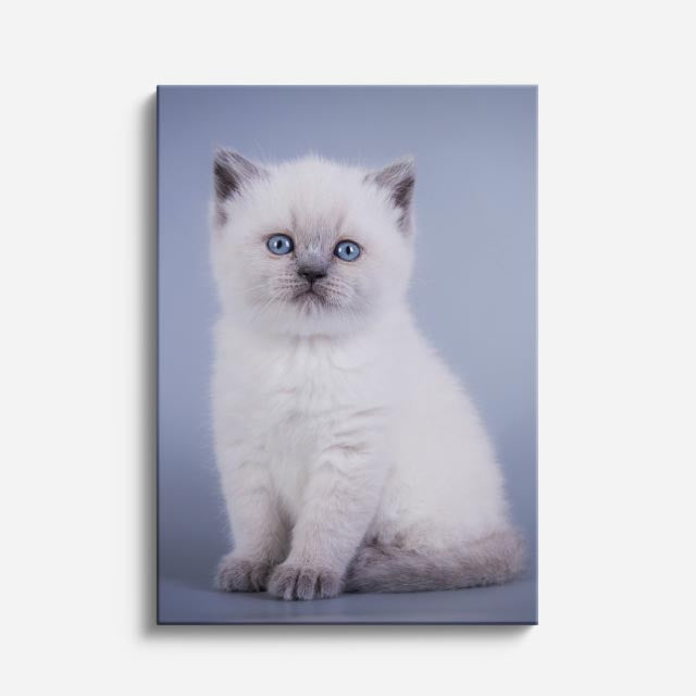 gatito de nieve