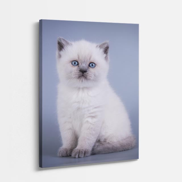 gatito de nieve