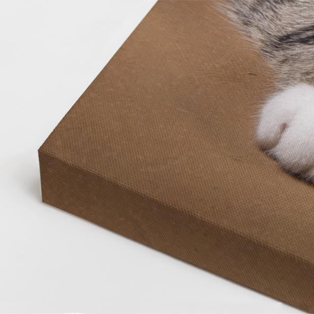 gato explorador