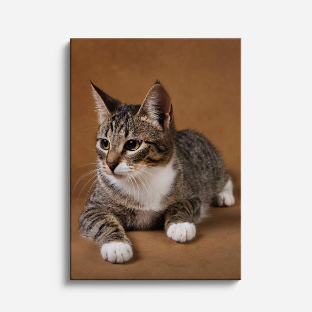 gato explorador