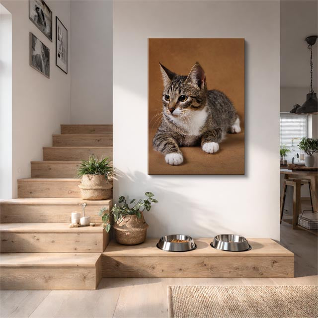 gato explorador