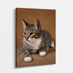 gato explorador