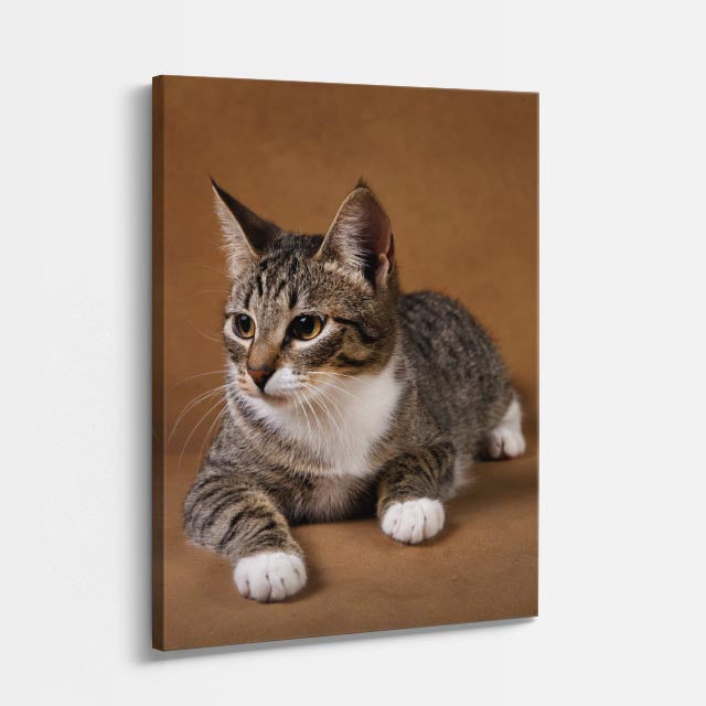 gato explorador