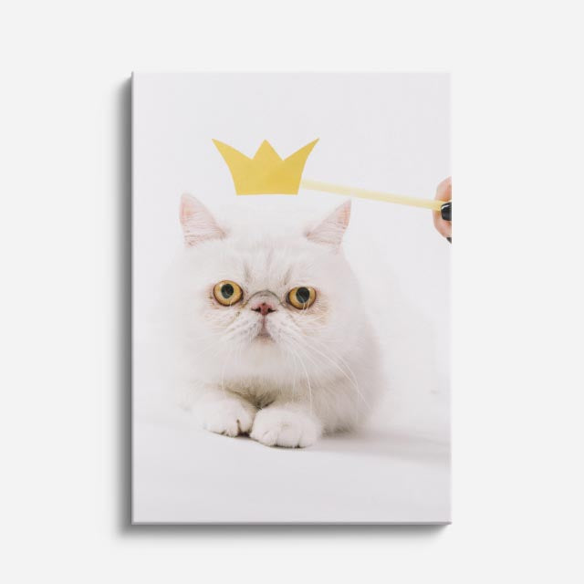 pequeño rey