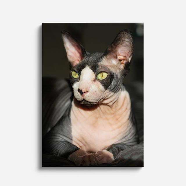 esfinge elegante
