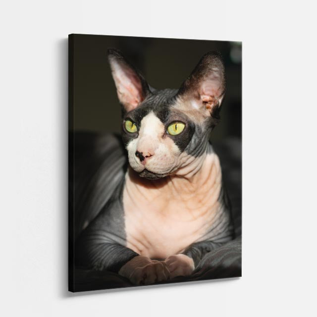 esfinge elegante