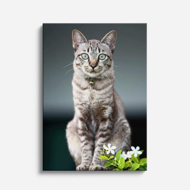 gato del jardín