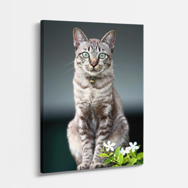 gato del jardín
