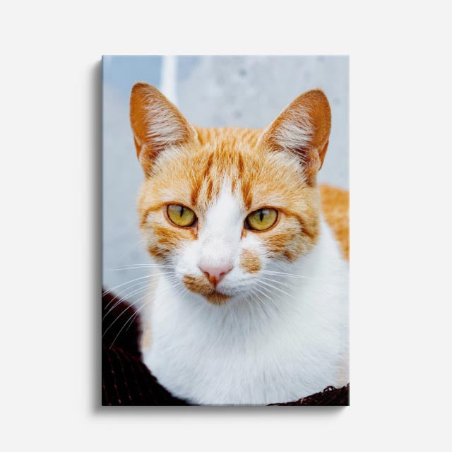 retrato naranja