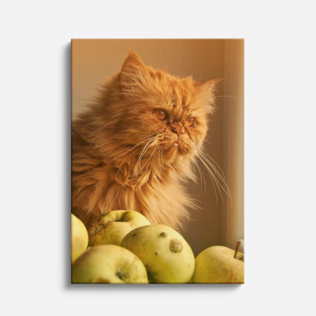 gato y manzanas