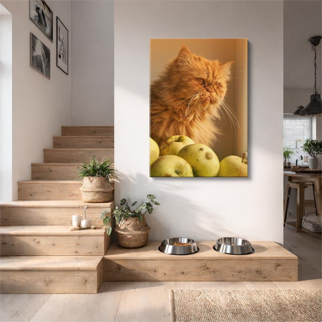 gato y manzanas