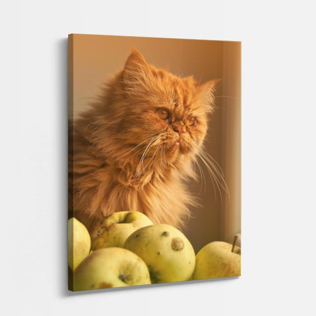 gato y manzanas