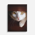 gato curioso