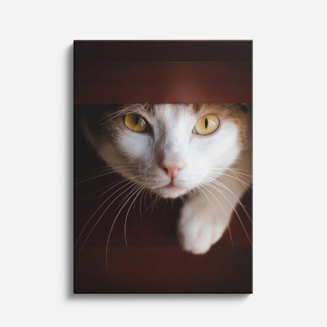 gato curioso