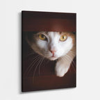 gato curioso