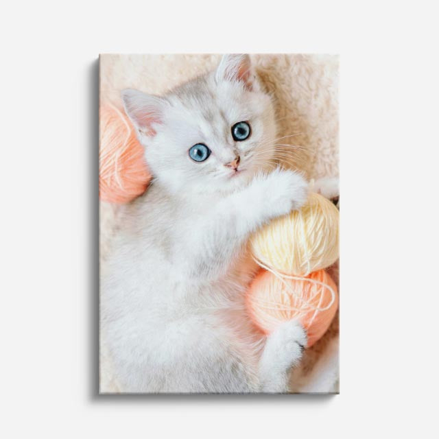 gatito y estambre