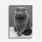 gran gris