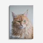maine coon dorado