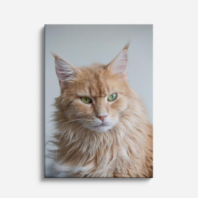maine coon dorado