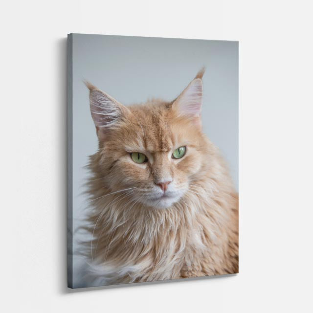 maine coon dorado
