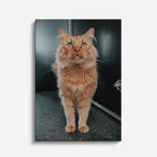 gato caminante